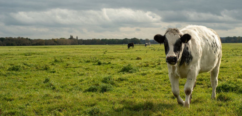 A glamorous photo of a holstein cow taken in Port Meadow, Oxford.